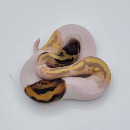 Banana pied paradox